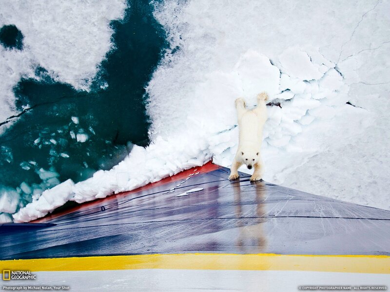 Polar Bear on Ship — White, Dramatic