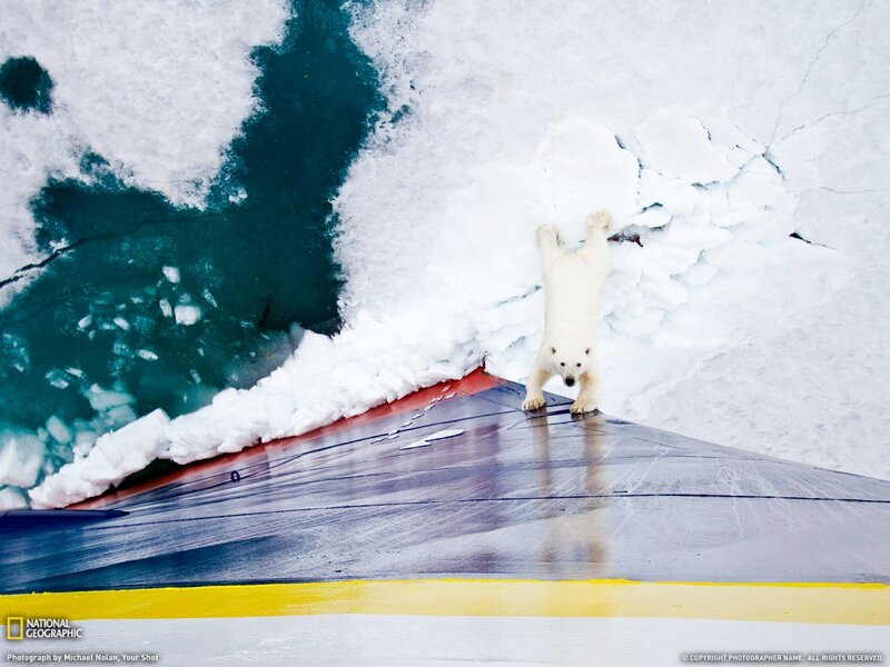 Polar Bear on Ship — White