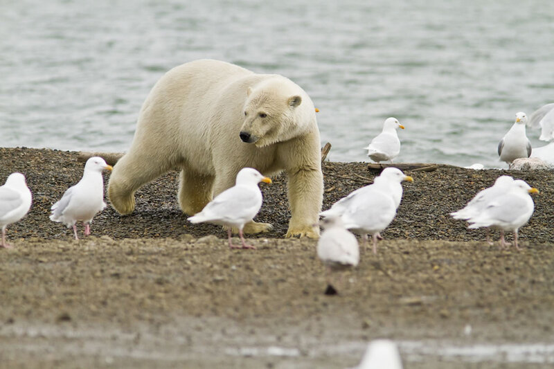 Polar Bear on Shore