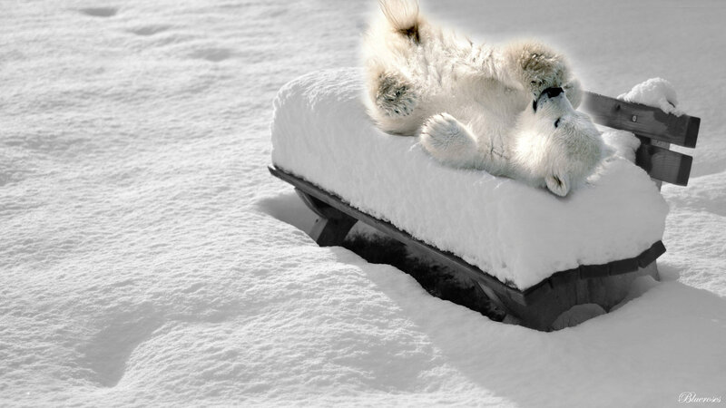 Polar Bear on Sled — White