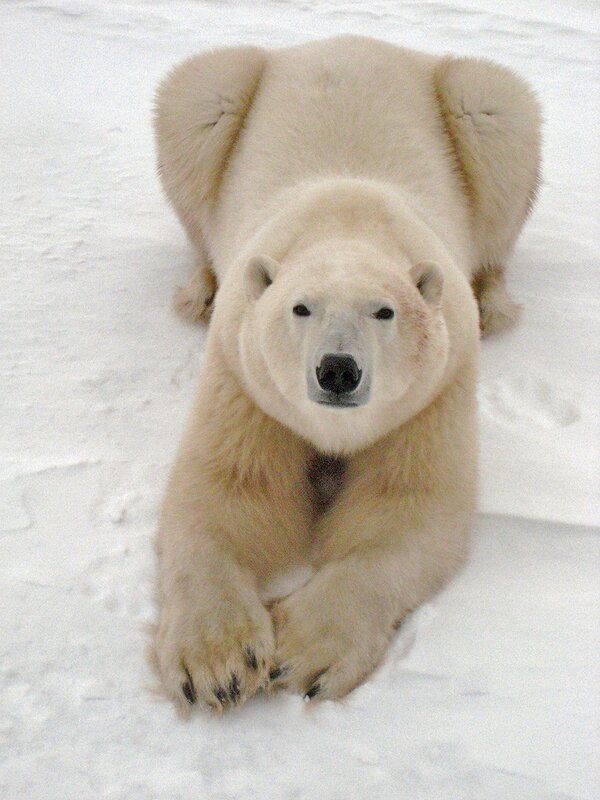Polar bear on snow