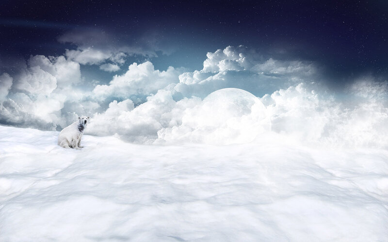 Polar Bear on Snow — White, Serene, Night