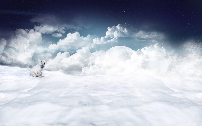 Polar Bear on Snow — White, Serene