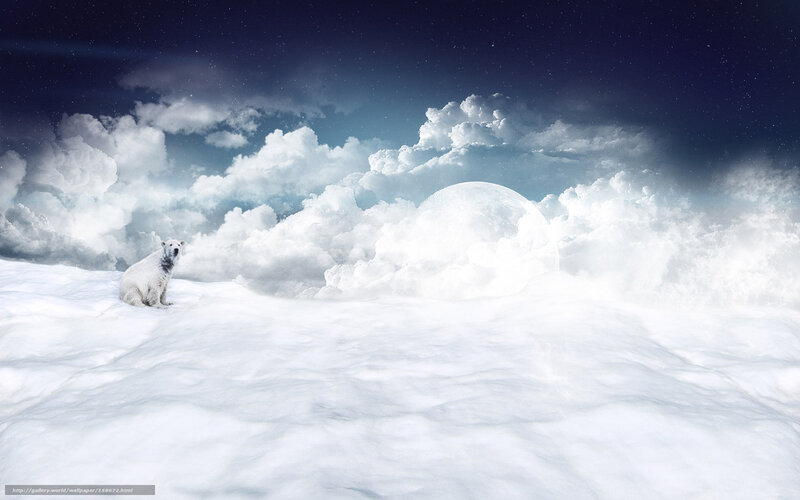Polar Bear on Snow — White