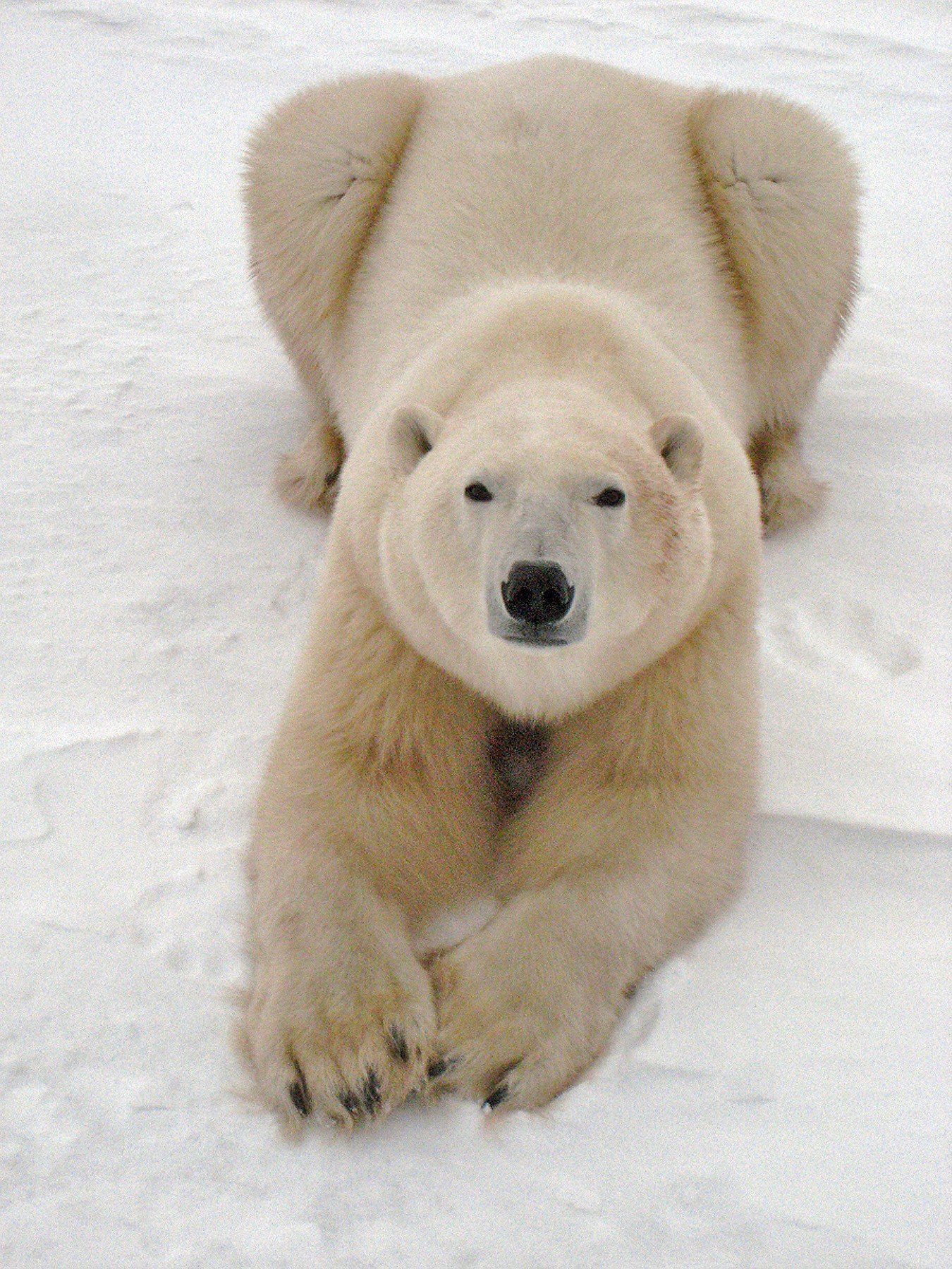 Polar bear on snow
