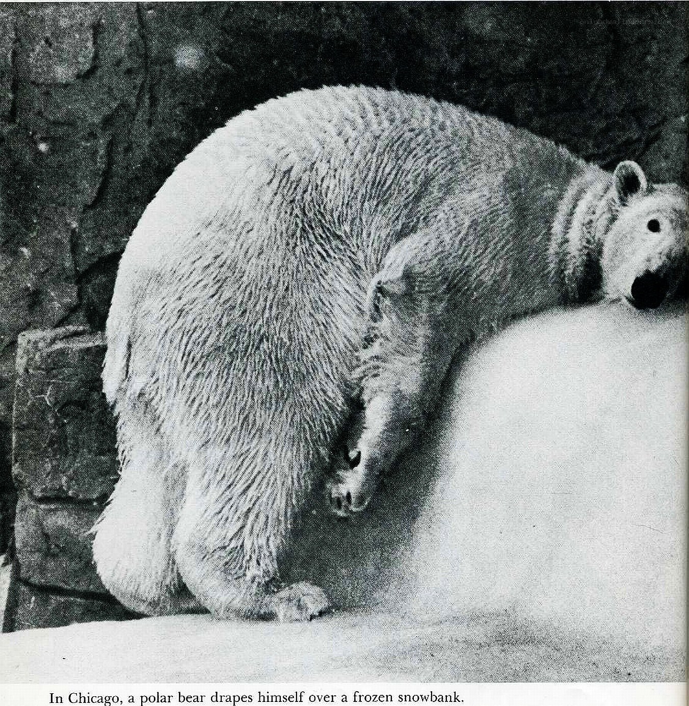 Polar bear on snowbank