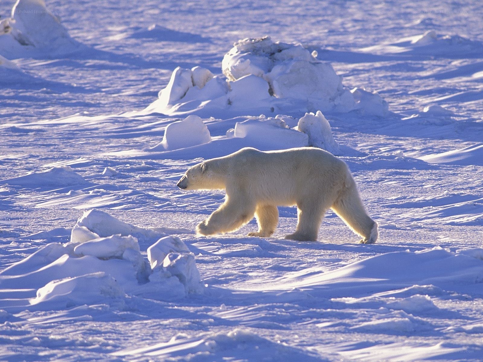 Polar bear on snowy ice