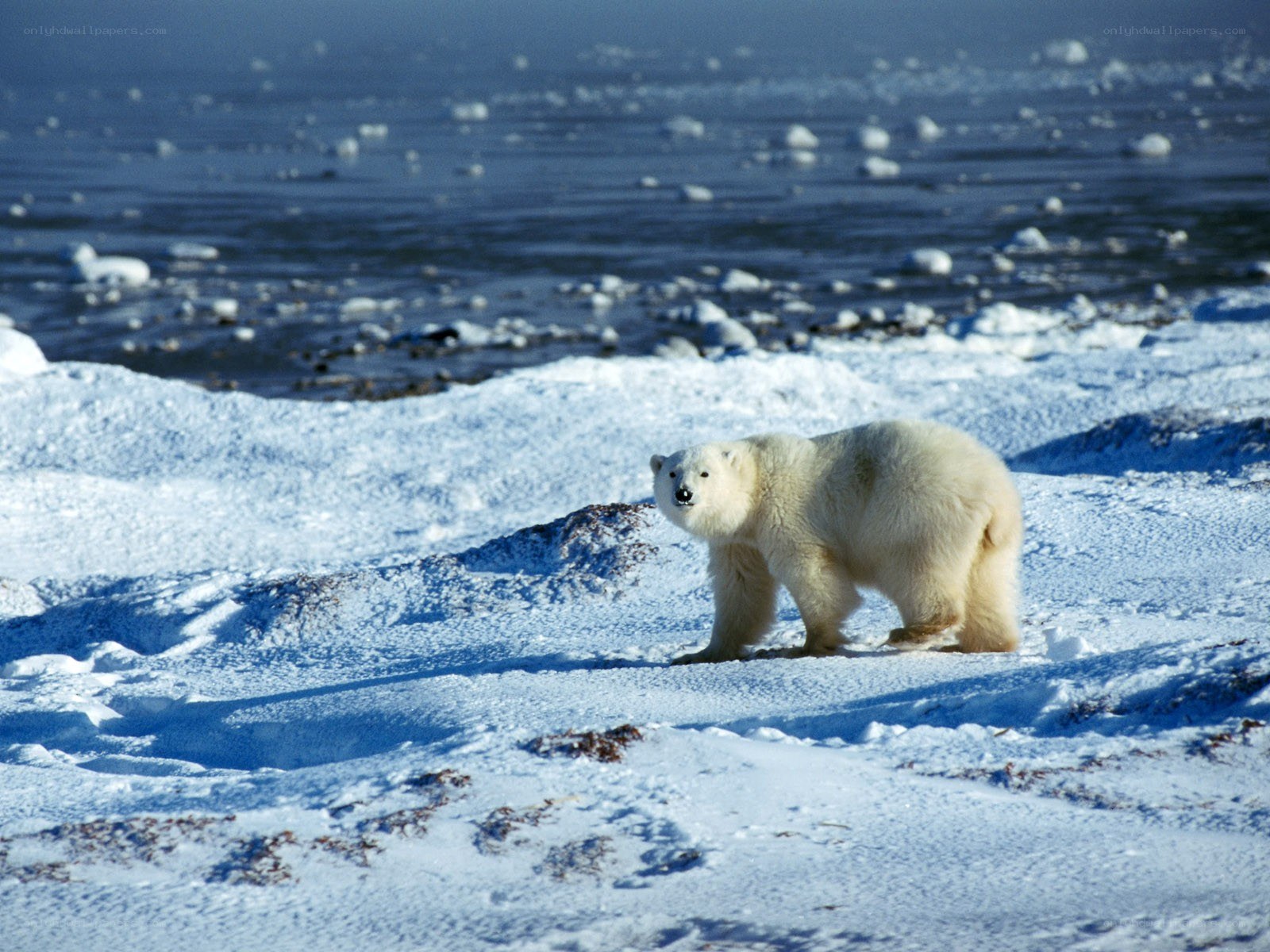 Polar bear on snowy ice
