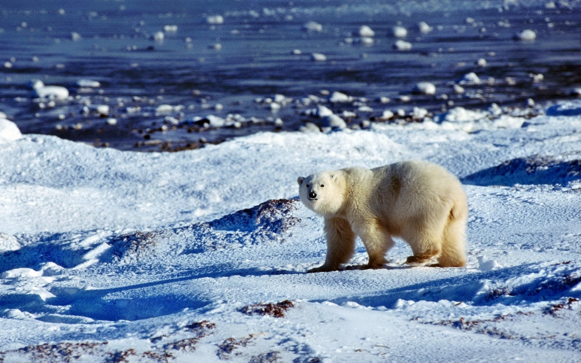 Polar bear on snowy ice