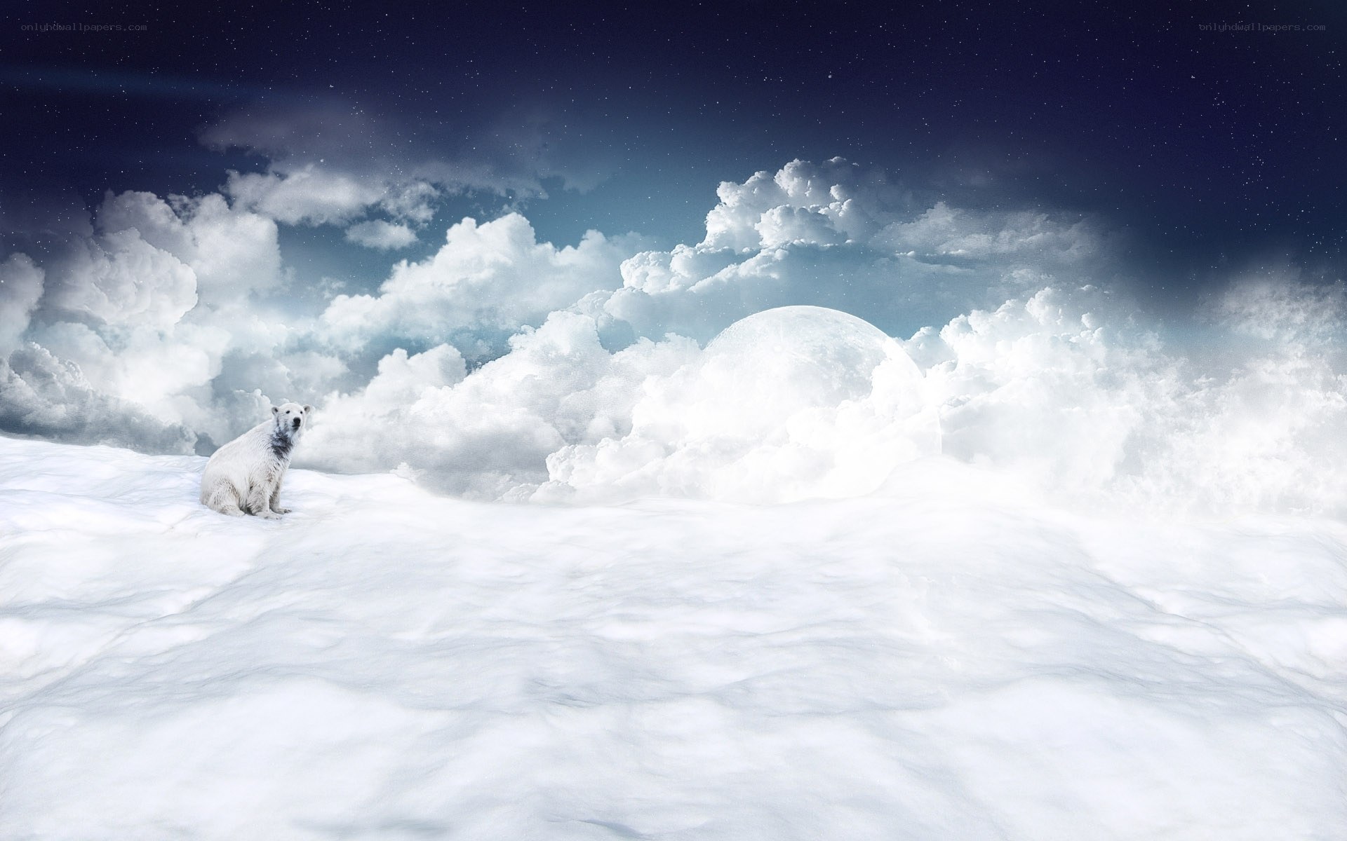 Polar bear on snowy landscape