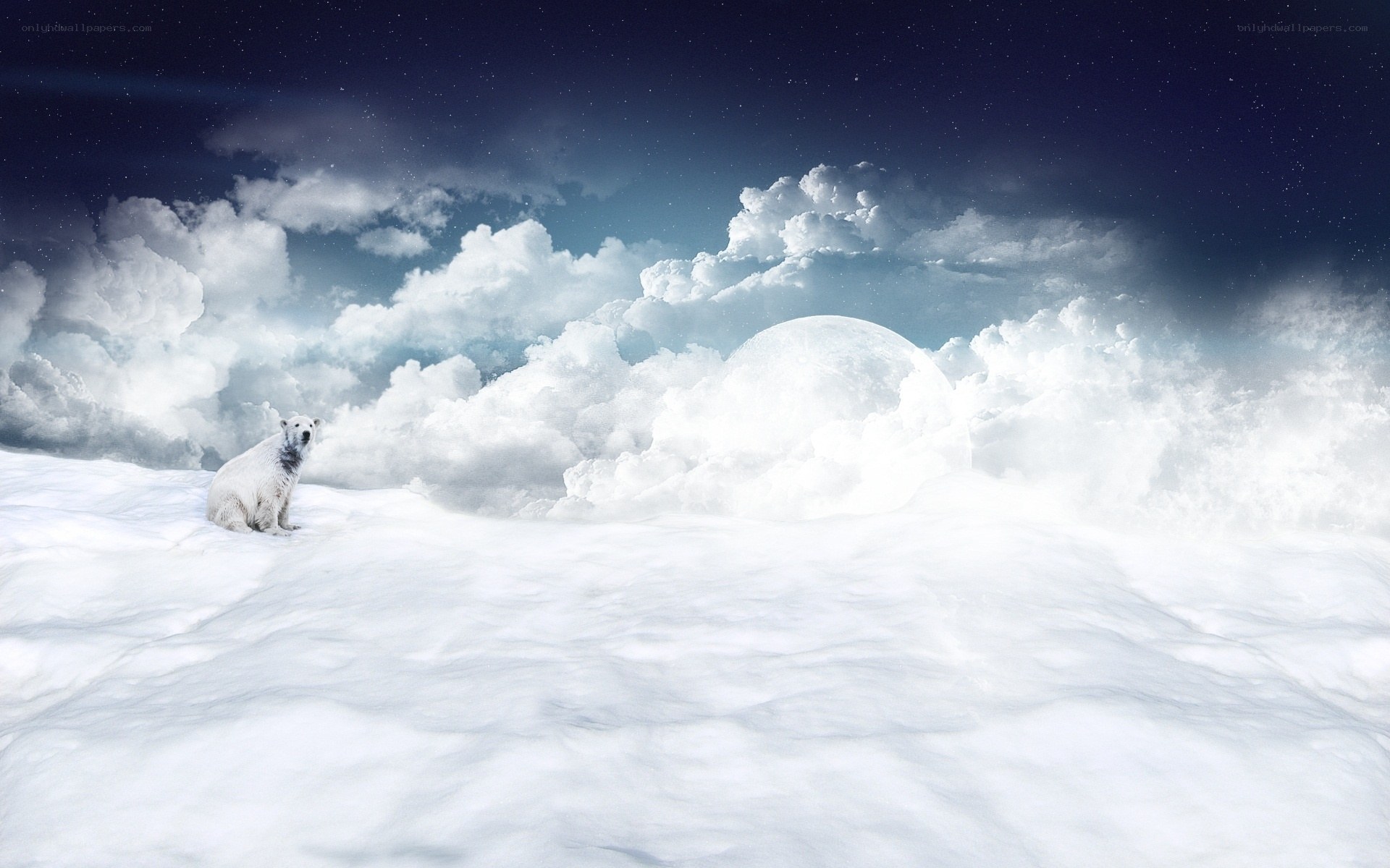 Polar bear on snowy landscape