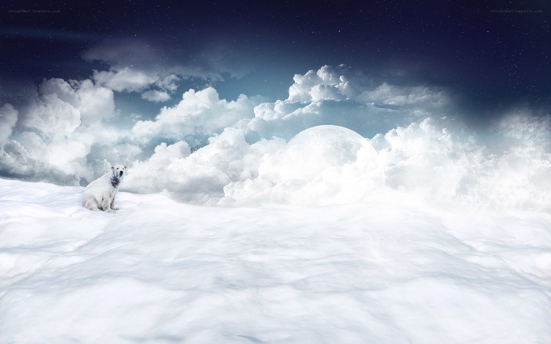 Polar bear on snowy landscape