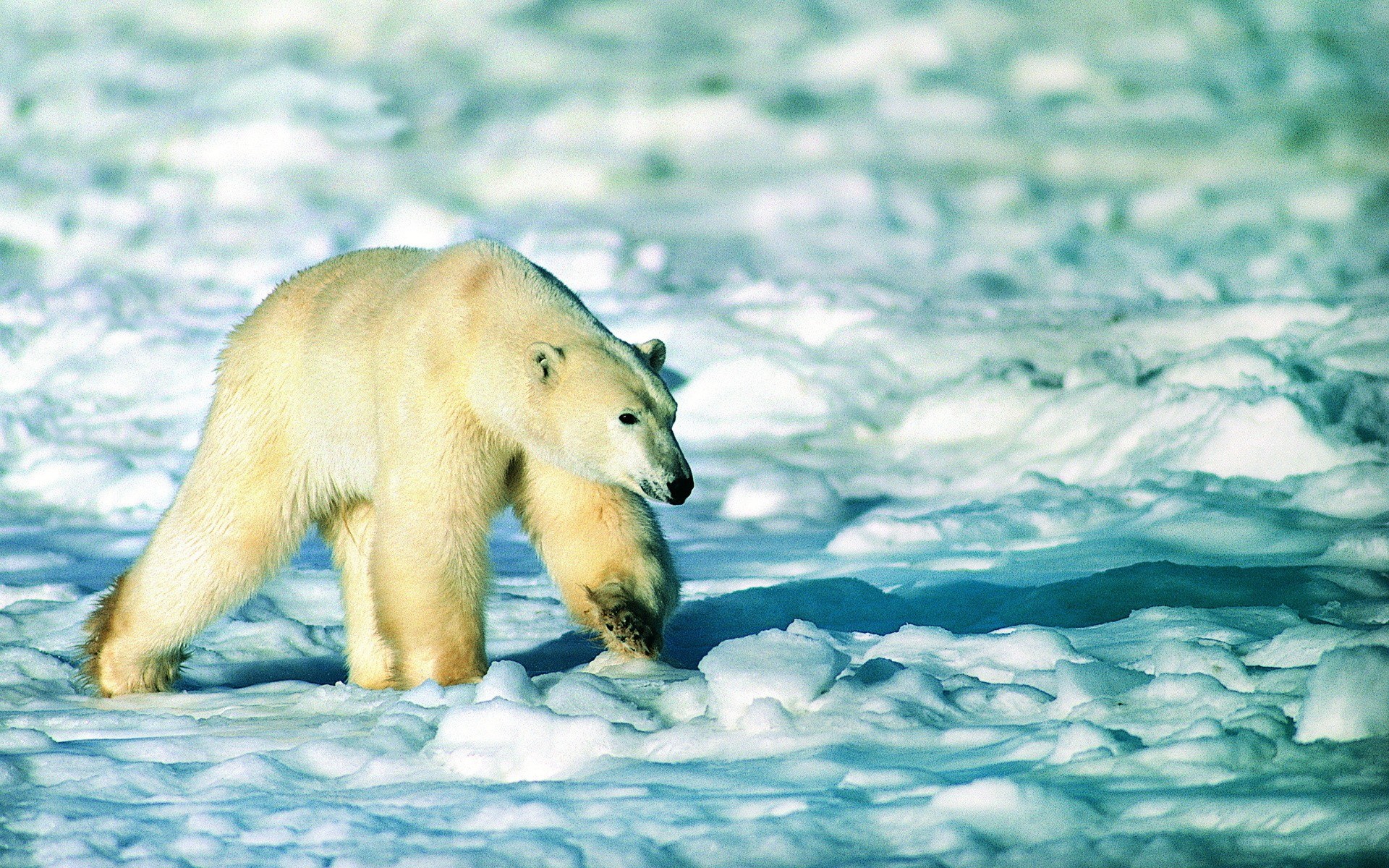 Polar bear on snowy terrain