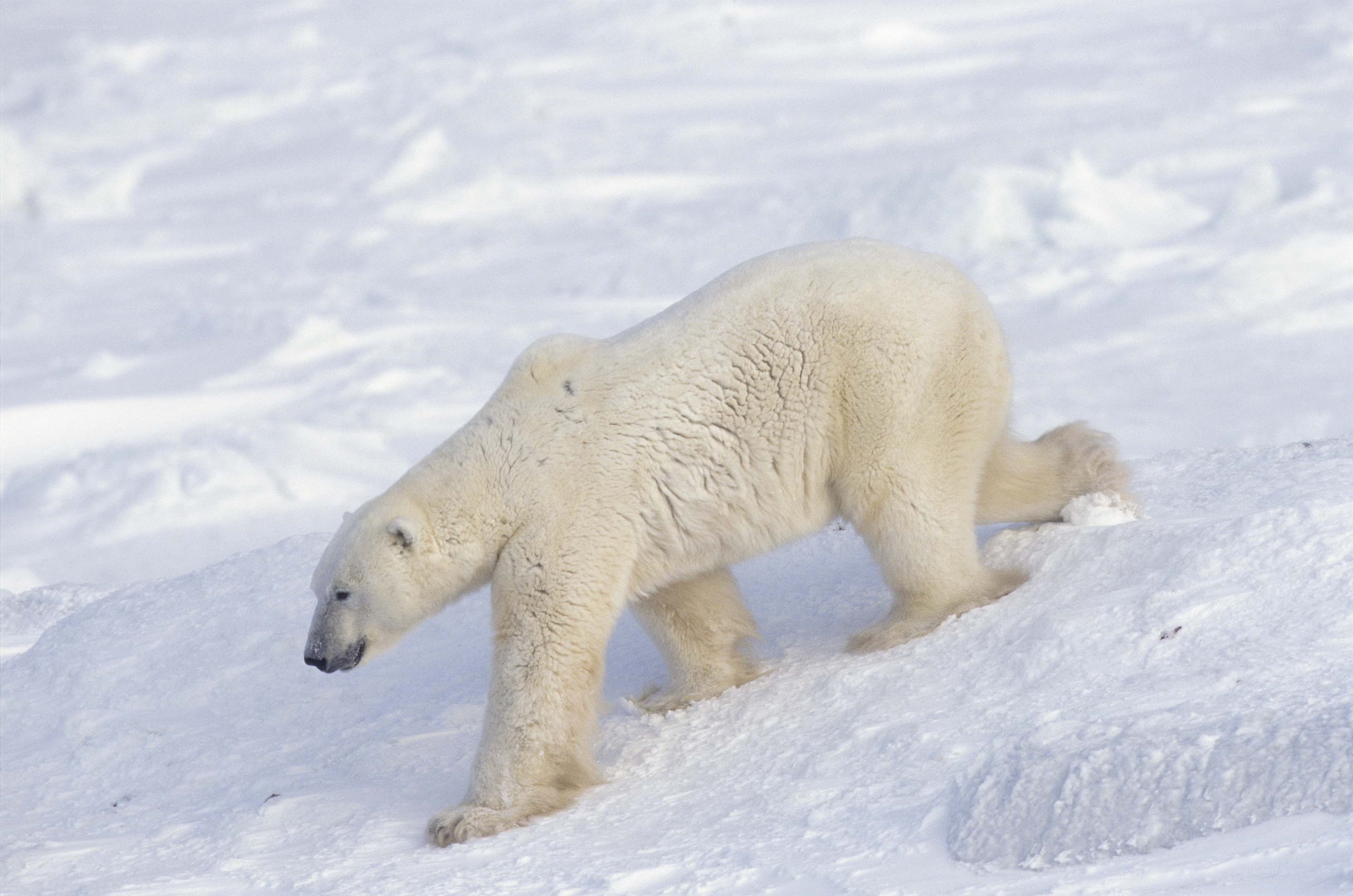 Polar bear on snowy terrain