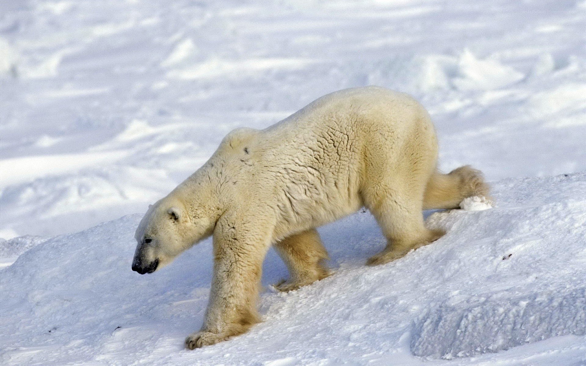Polar bear on snowy terrain