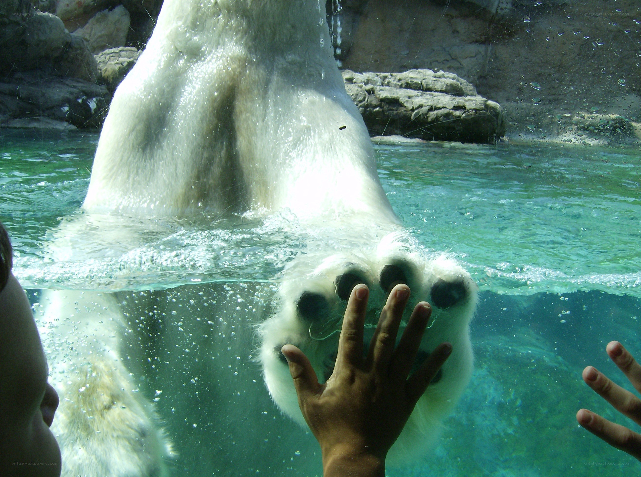 polar bear paw at aquarium