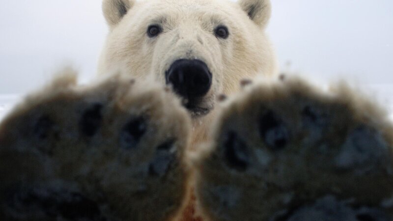 Polar bear paws and face