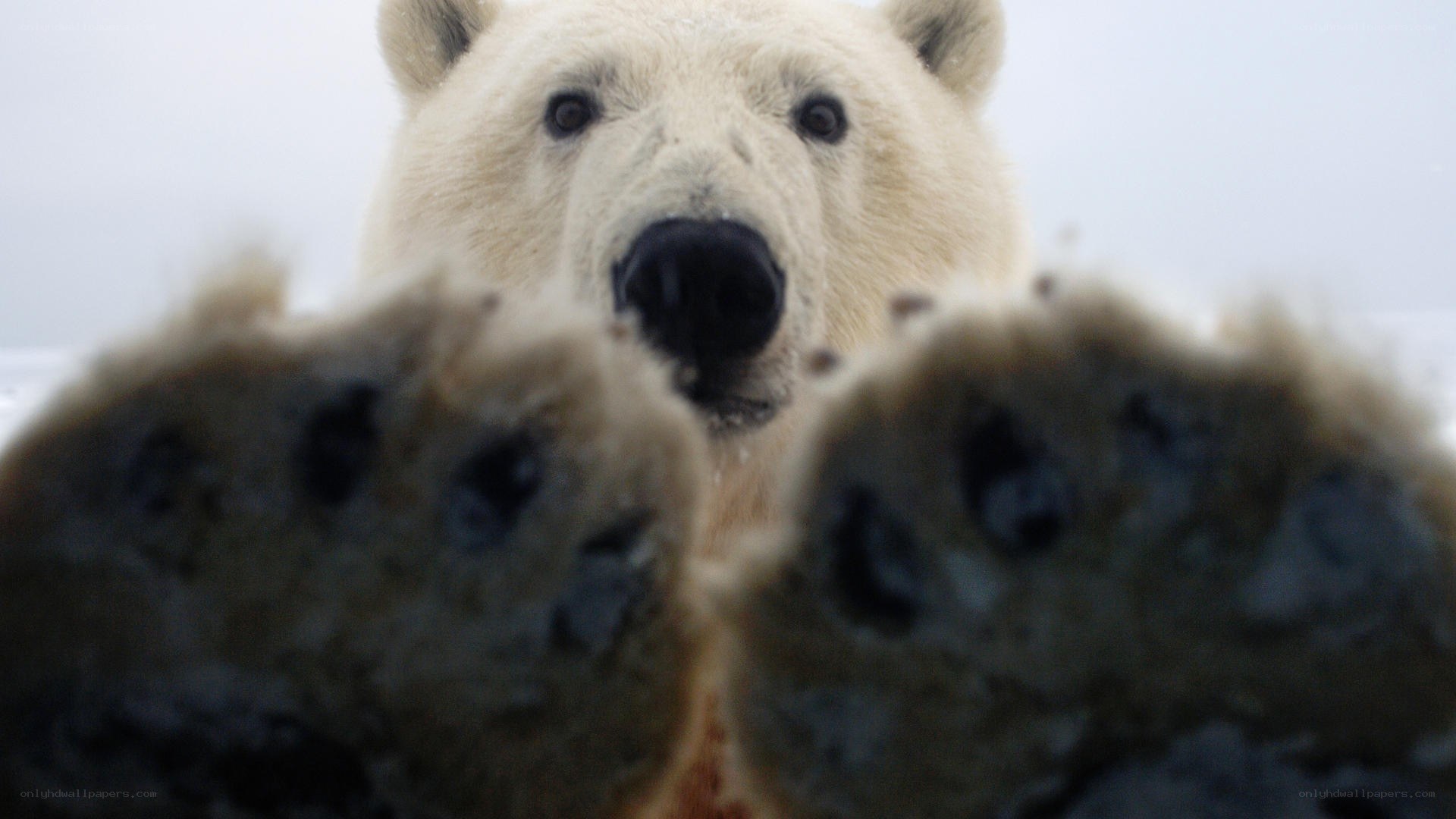 Polar bear paws and face
