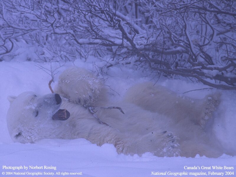 Polar bear playing in snow