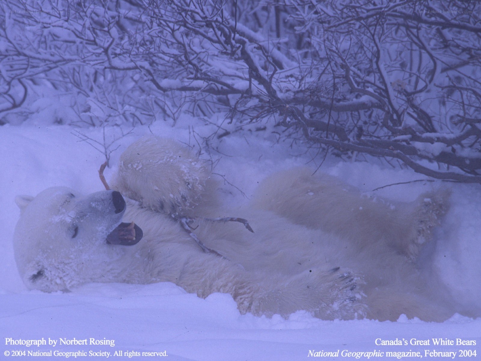 Polar bear playing in snow