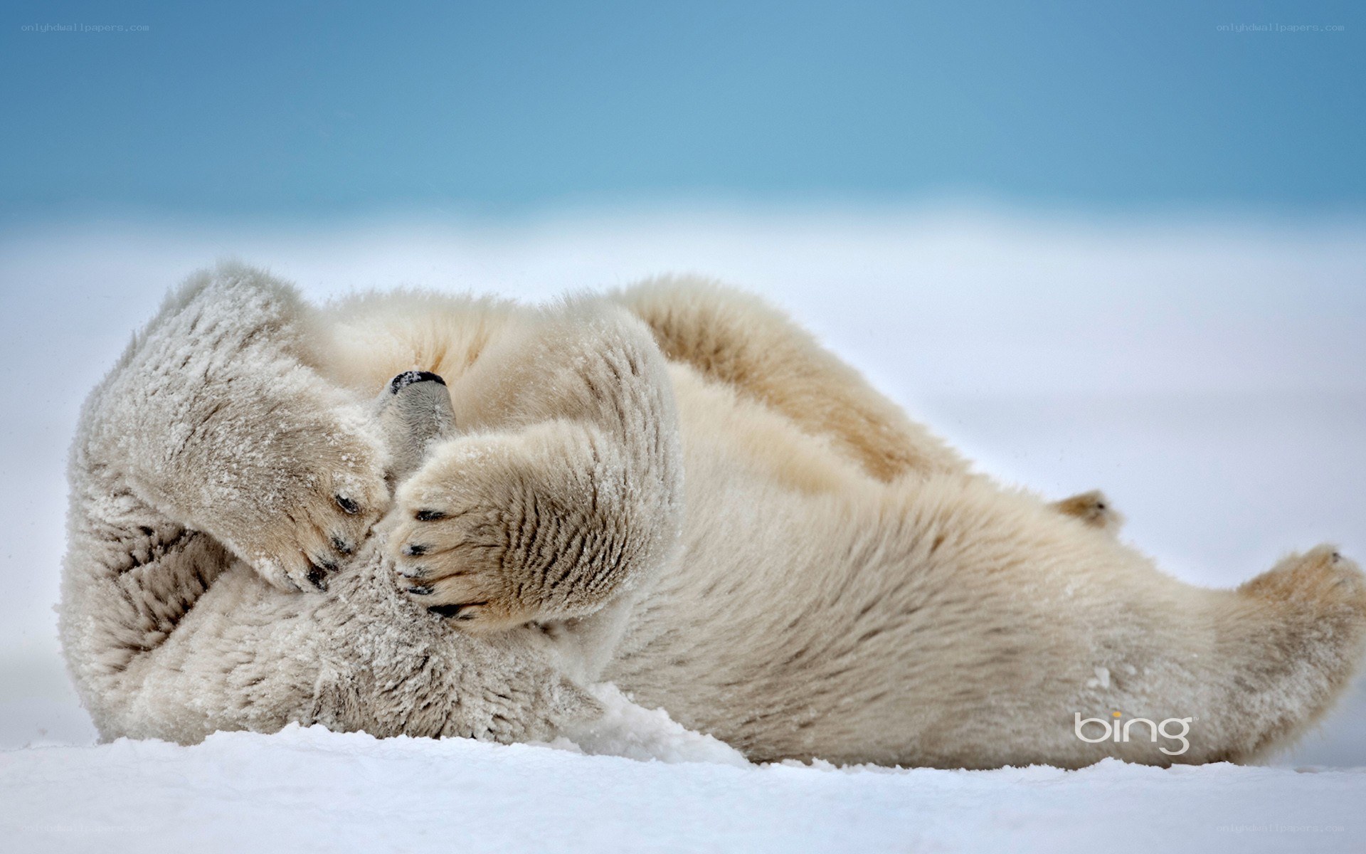 Polar bear playing in snow