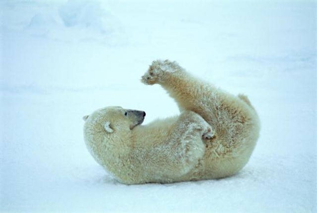 Polar bear playing in snow