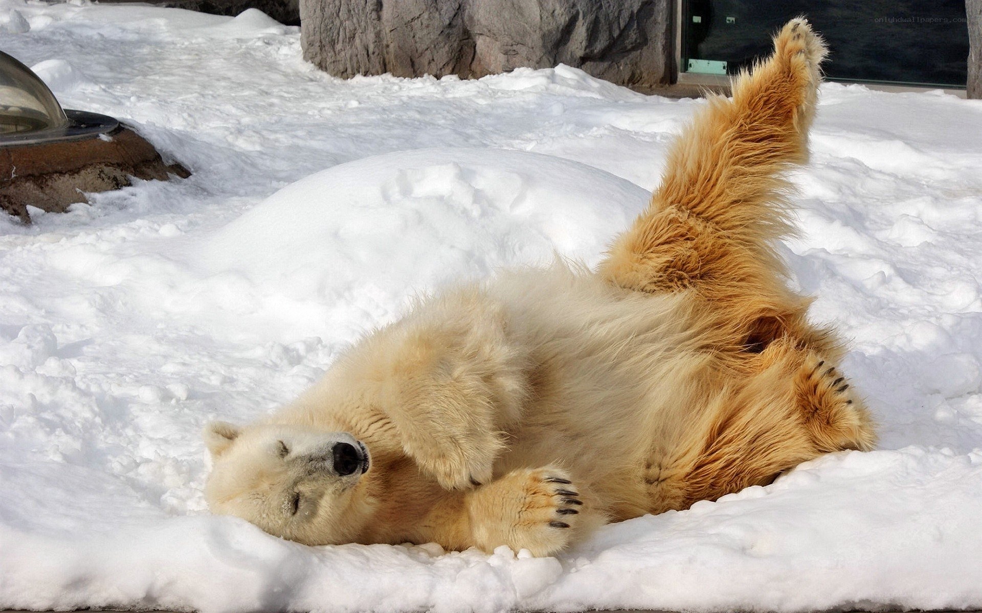 Polar bear playing in snow