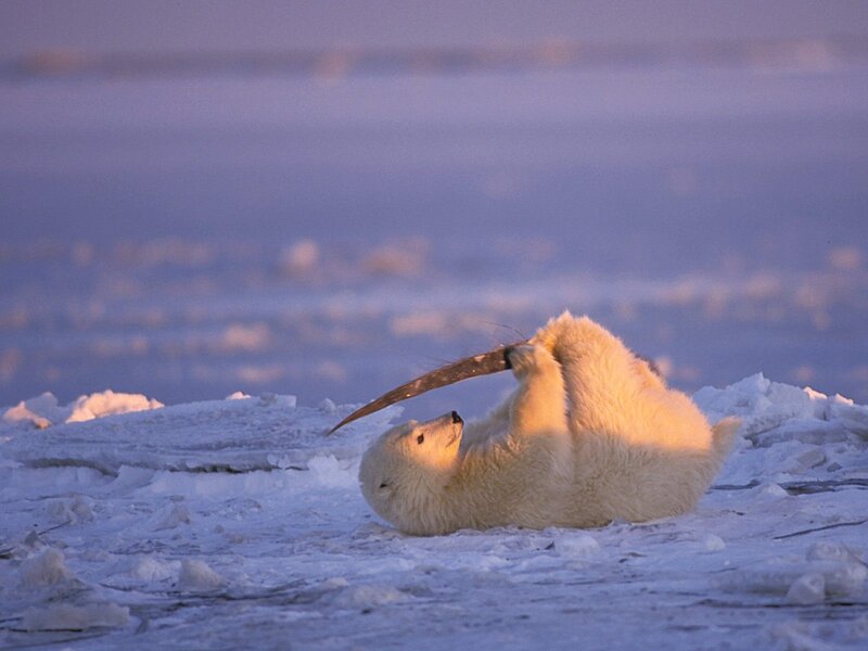 Polar bear playing on ice