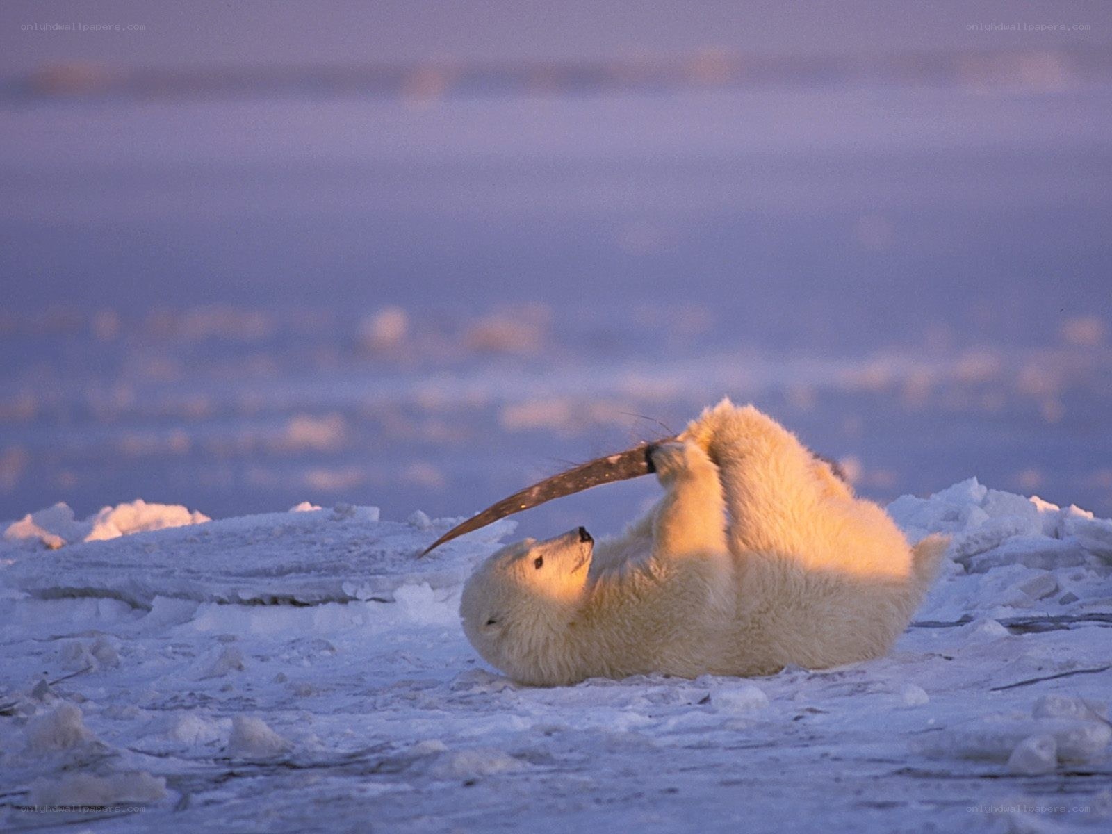 Polar bear playing on ice