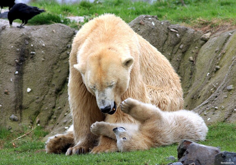 Polar bear playing with cub