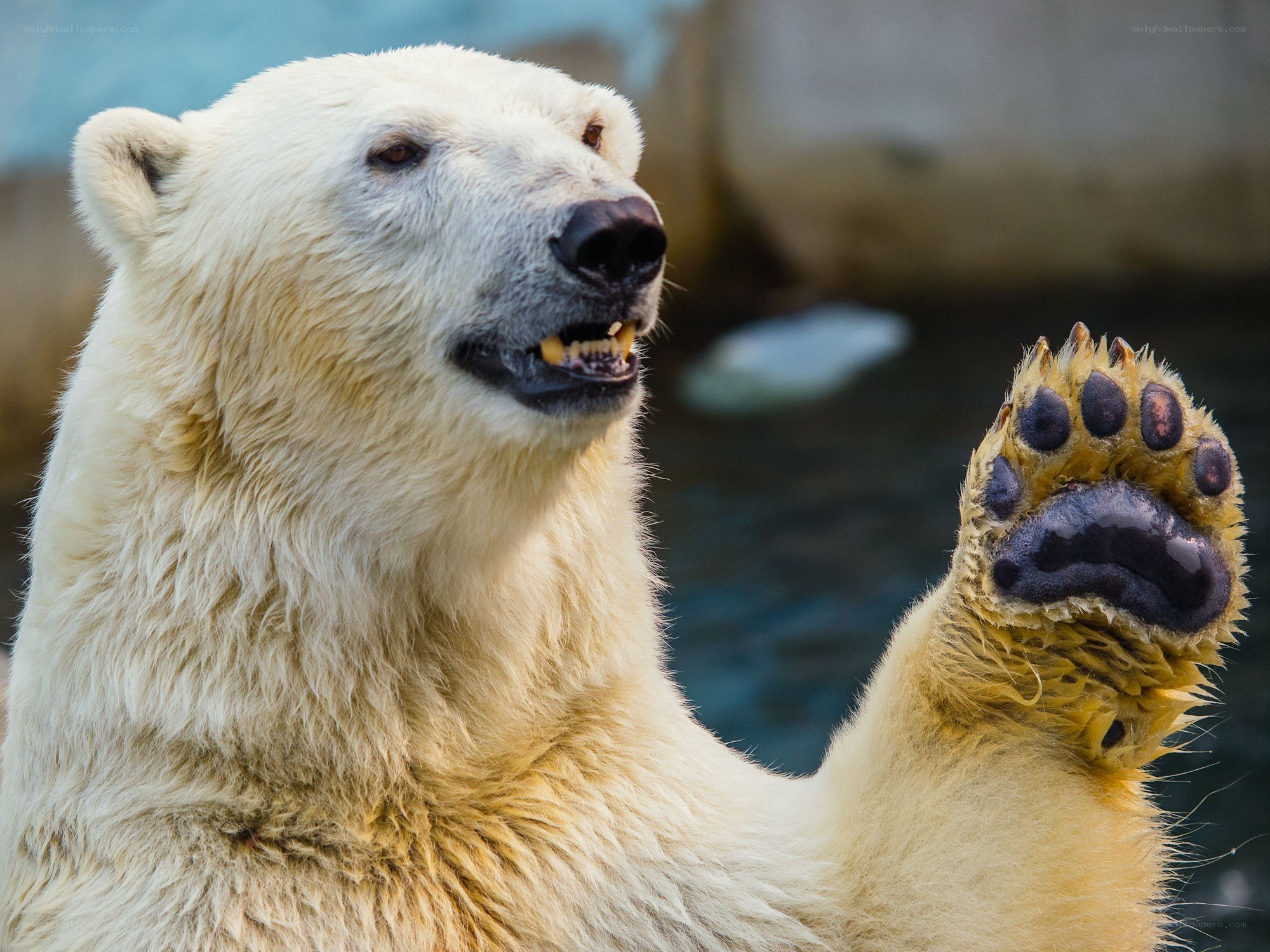 Polar bear raising its paw