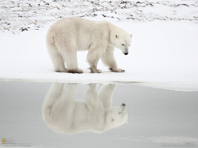 Polar bear reflection in water