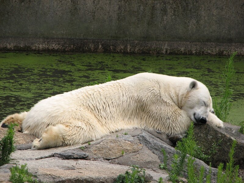 Polar bear resting by water