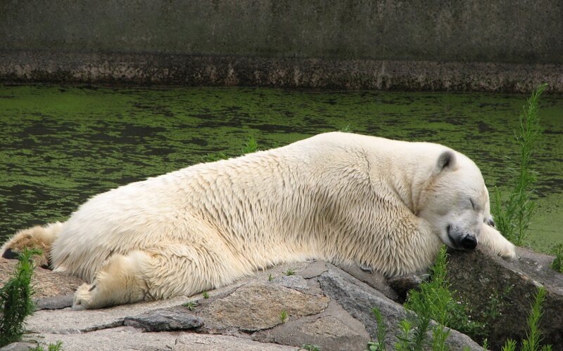 Polar bear resting by water