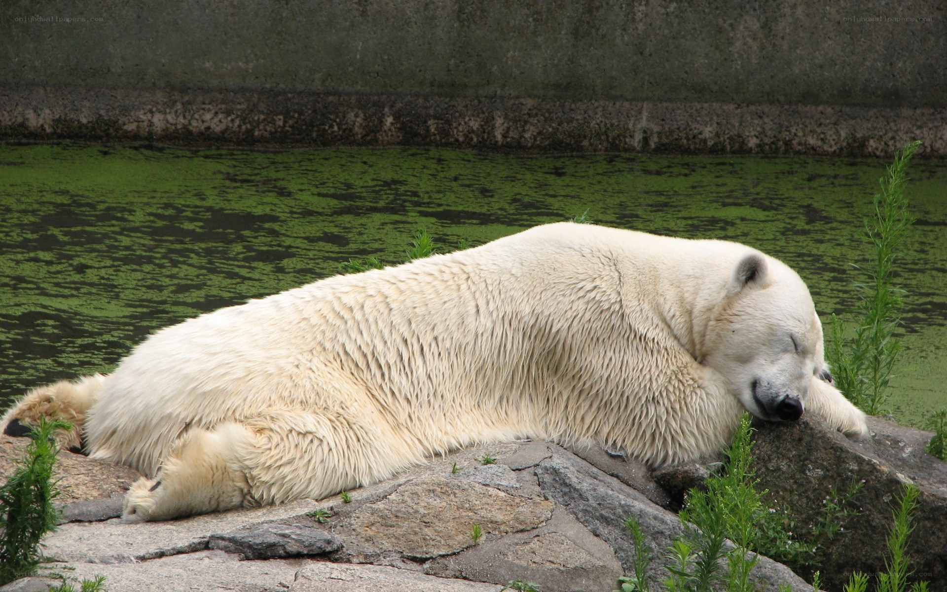 Polar bear resting by water