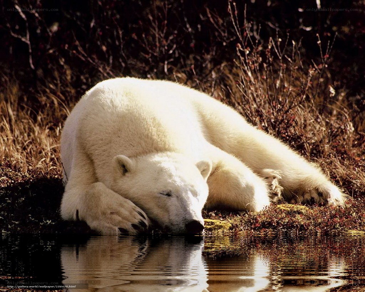 Polar bear resting by water