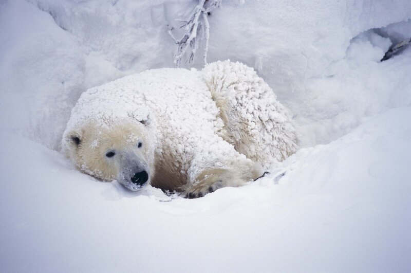 Polar bear resting in snow