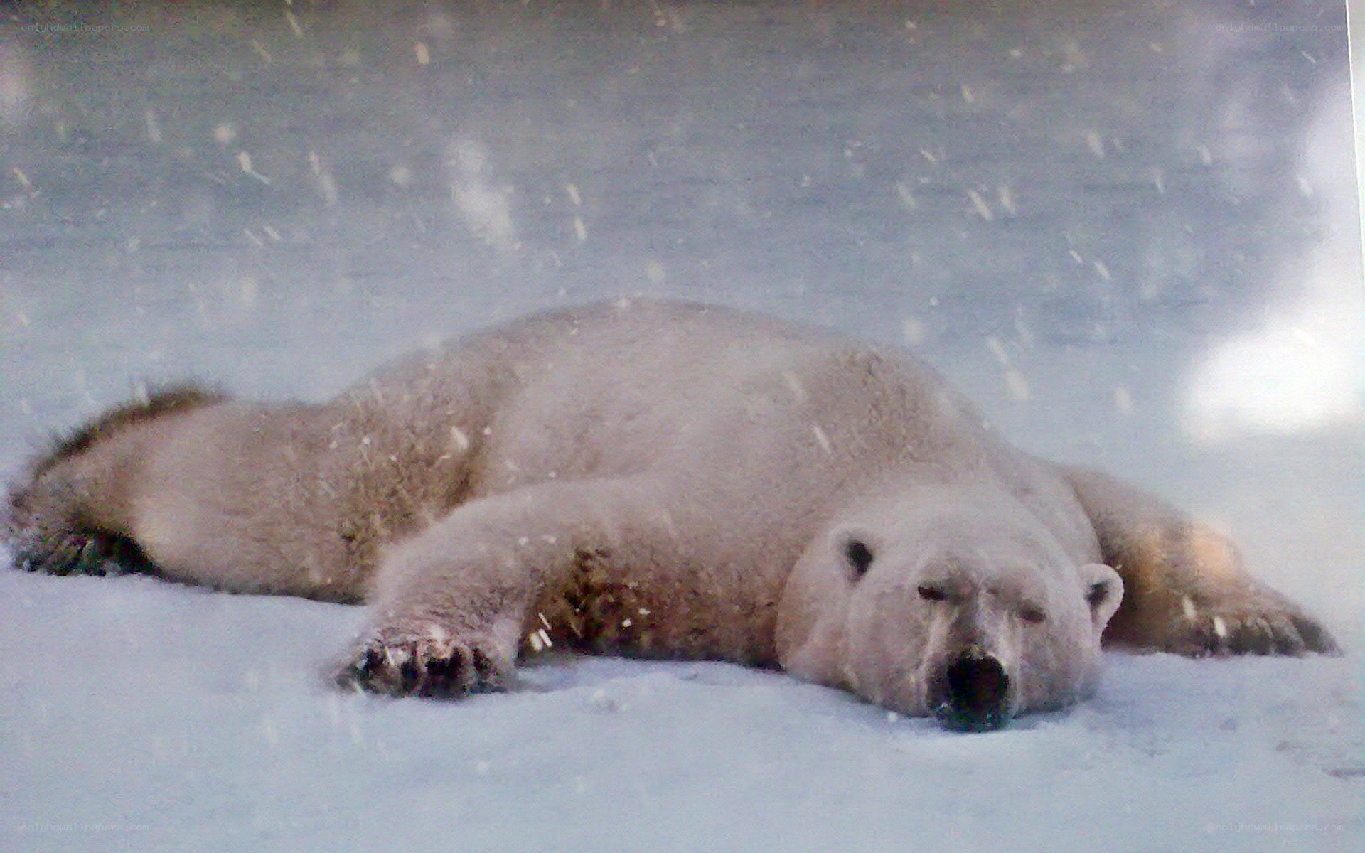Polar bear resting in snow