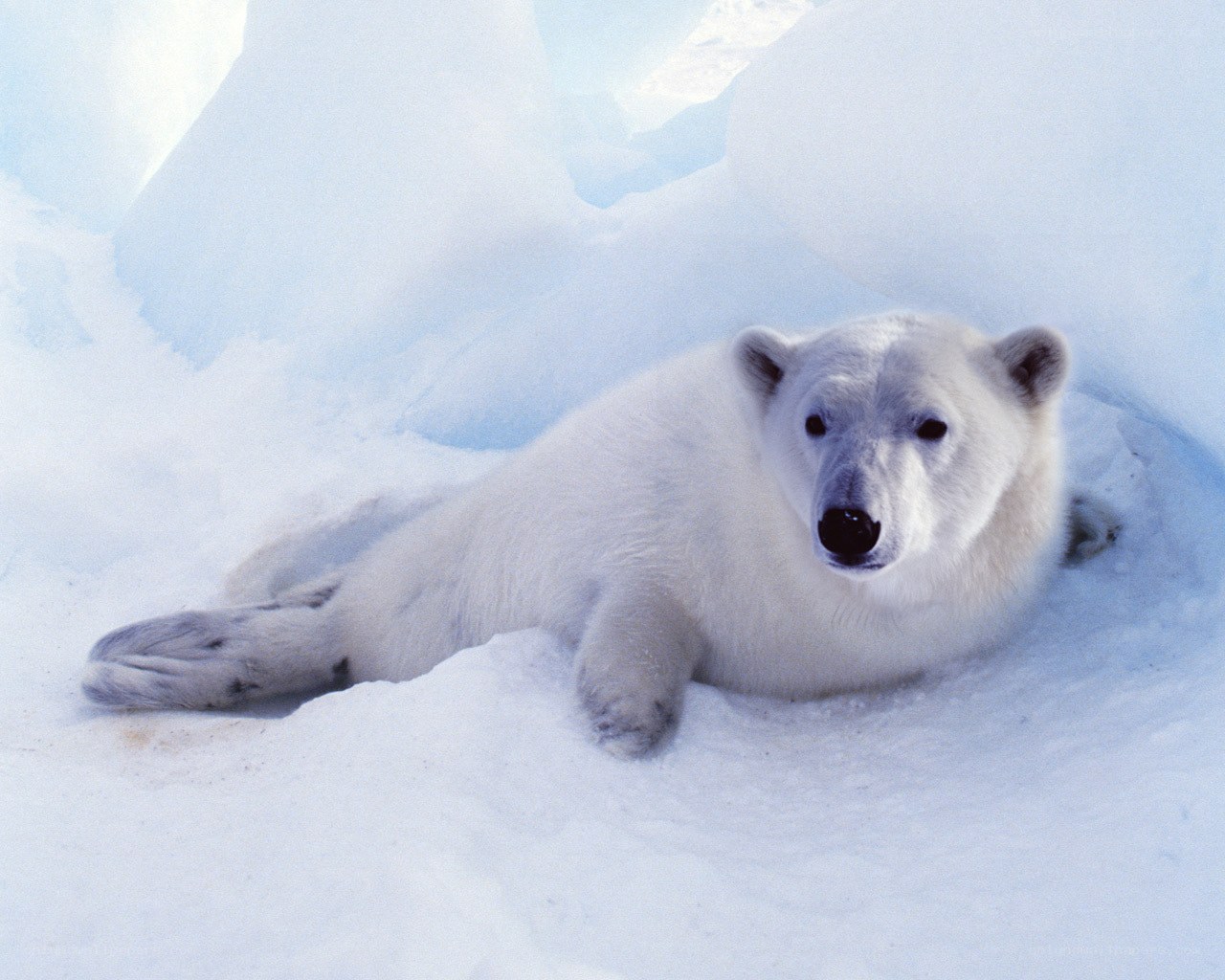 Polar bear resting in snow