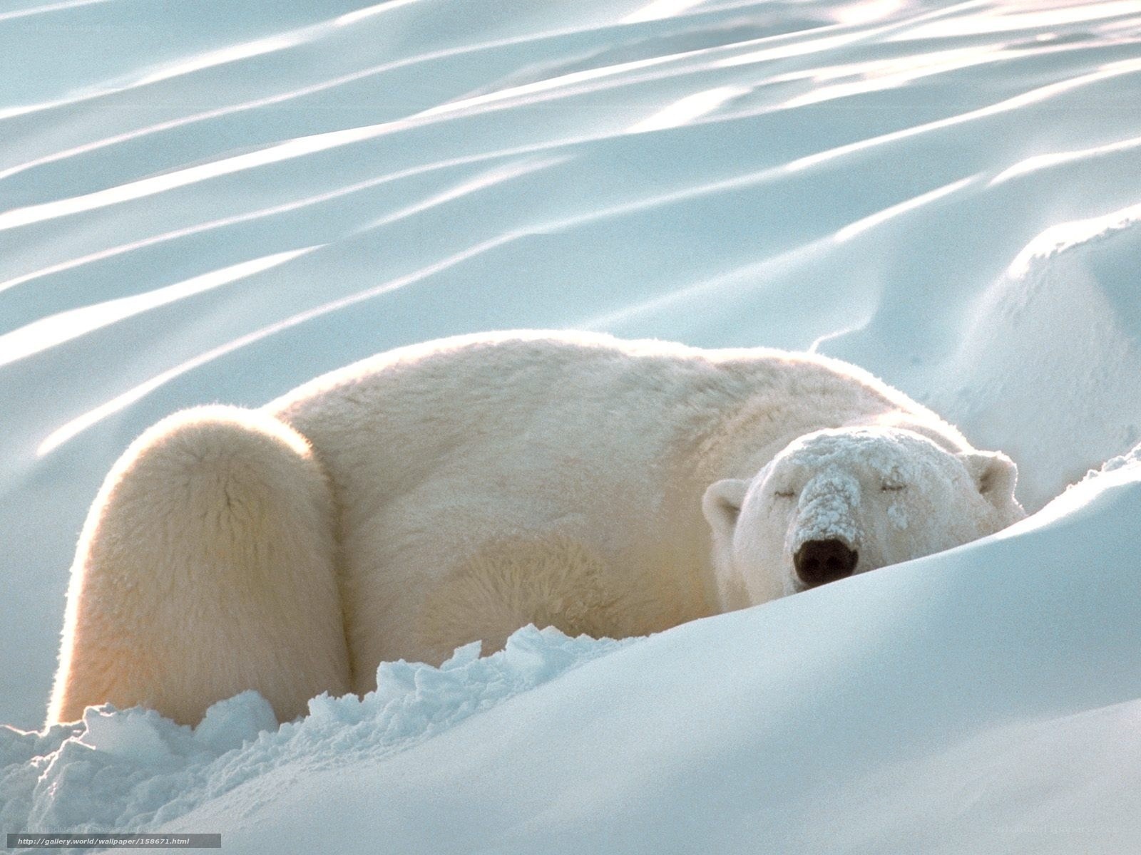 Polar bear resting in snow