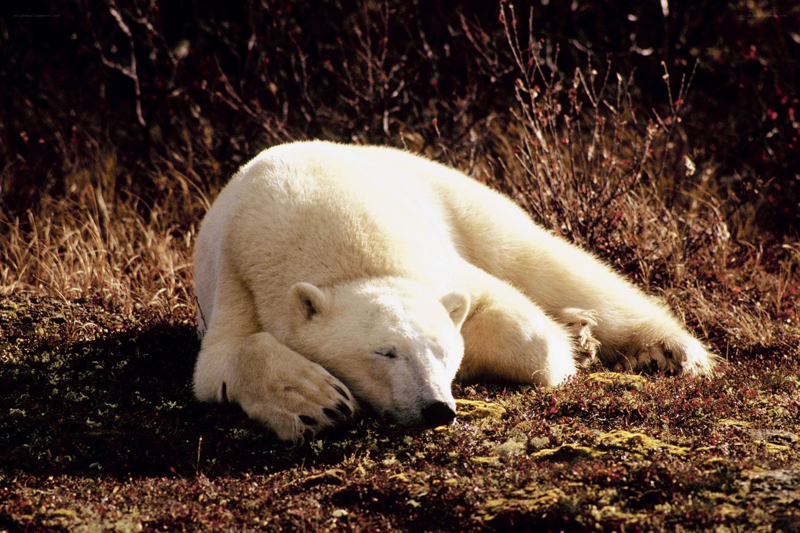 Polar bear resting in tundra