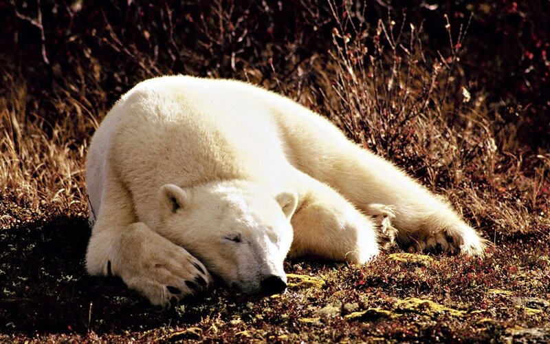 Polar bear resting in tundra