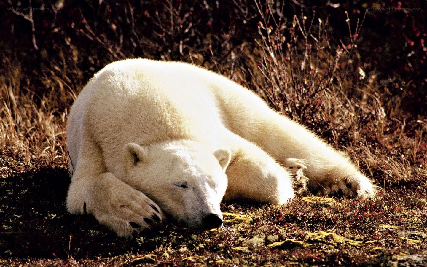 Polar bear resting in tundra