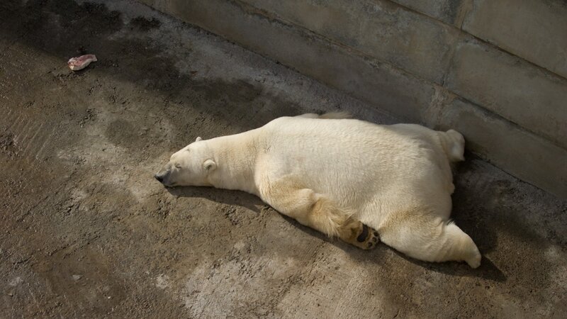 Polar bear resting on concrete