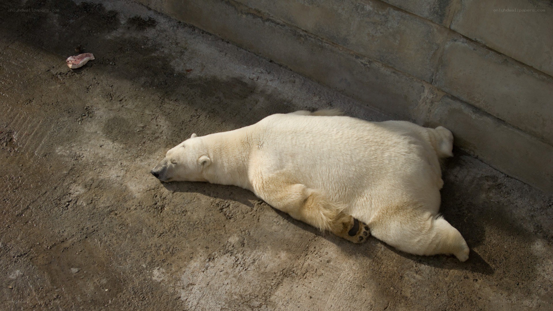 Polar bear resting on concrete