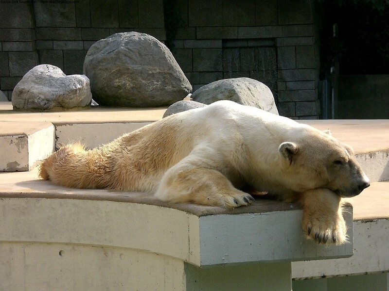 Polar bear resting on concrete
