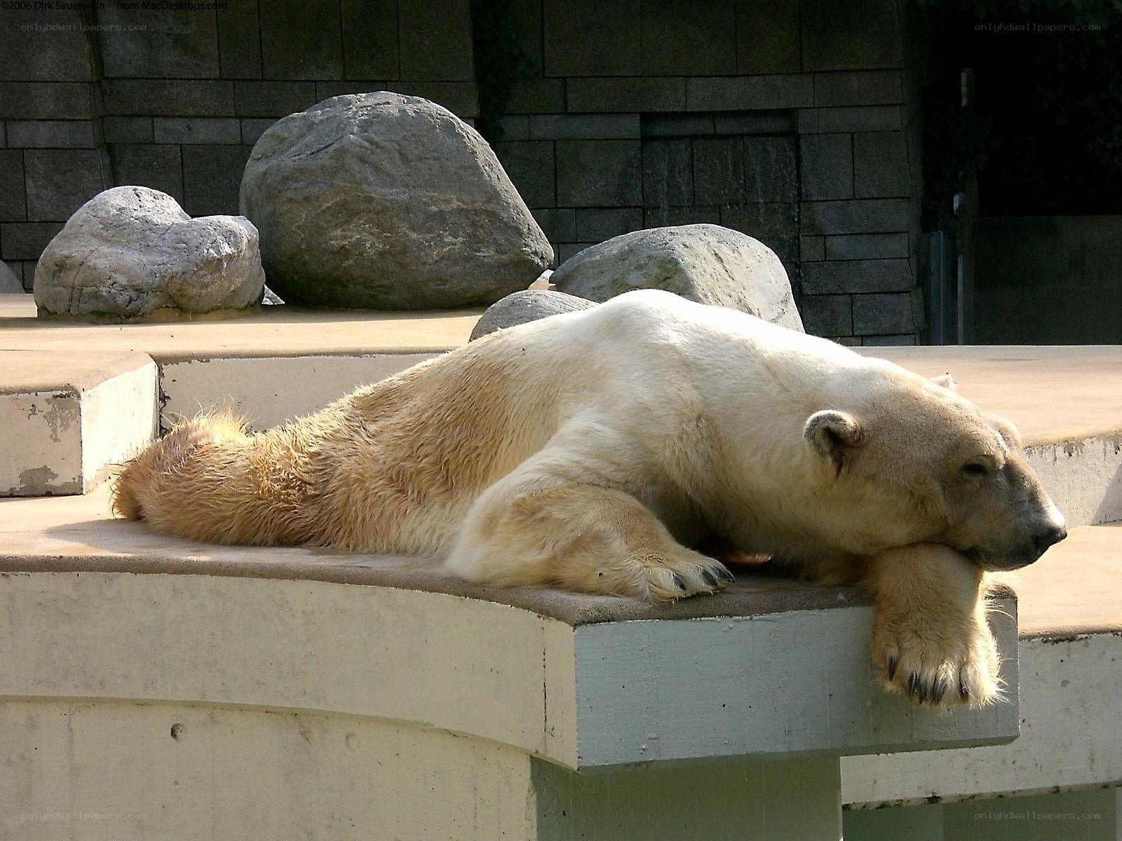Polar bear resting on concrete