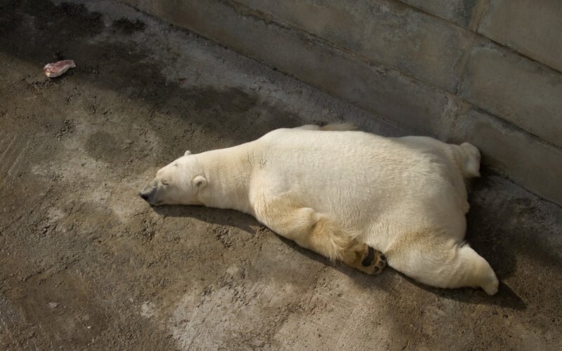Polar bear resting on ground