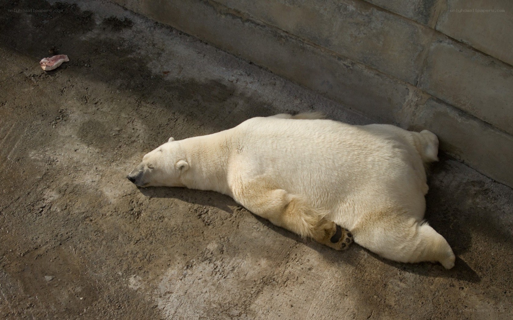 Polar bear resting on ground
