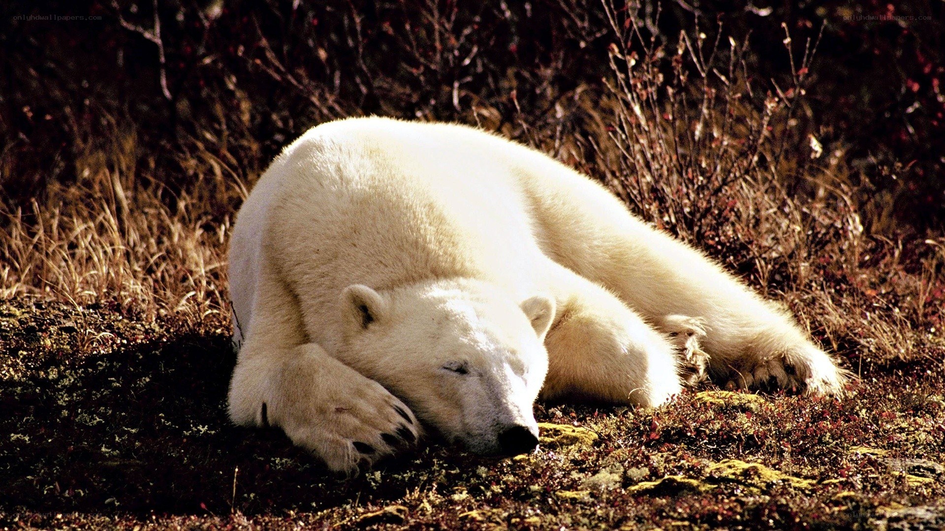 Polar bear resting on ground